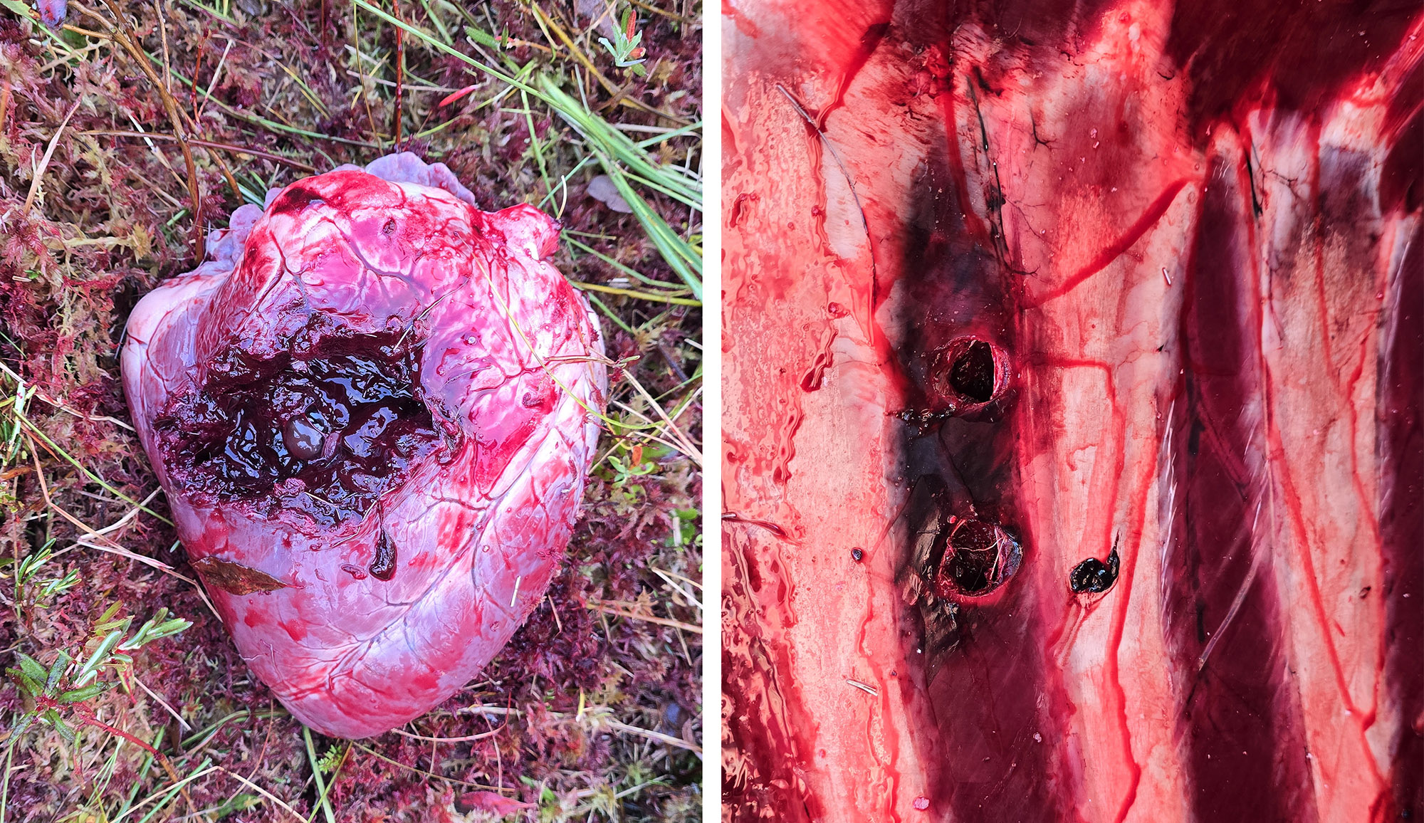 A moose shot through the heart, and a group in a rib cage.