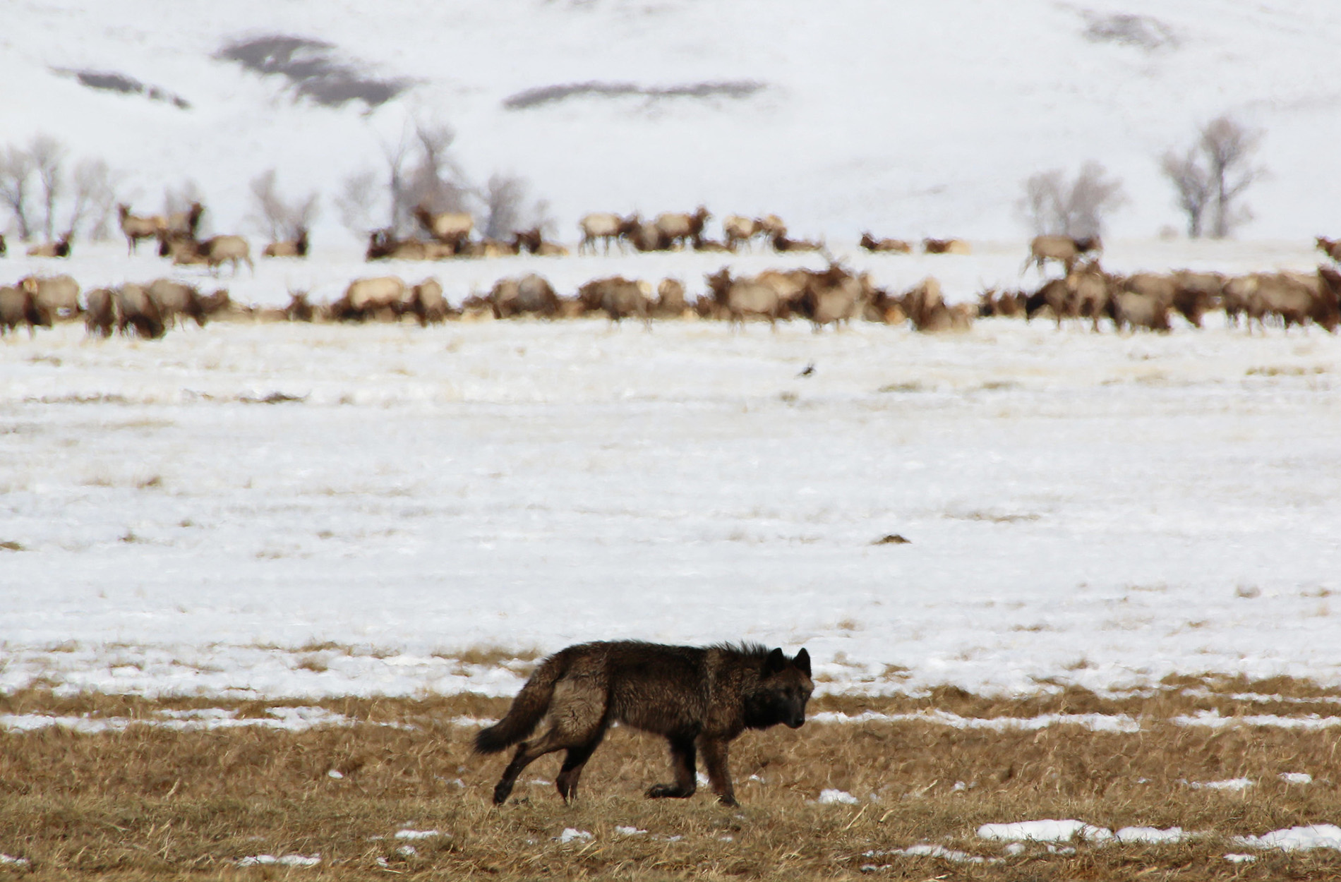 The Return of Wolves to Colorado Will Change Elk Hunting There. Here's ...