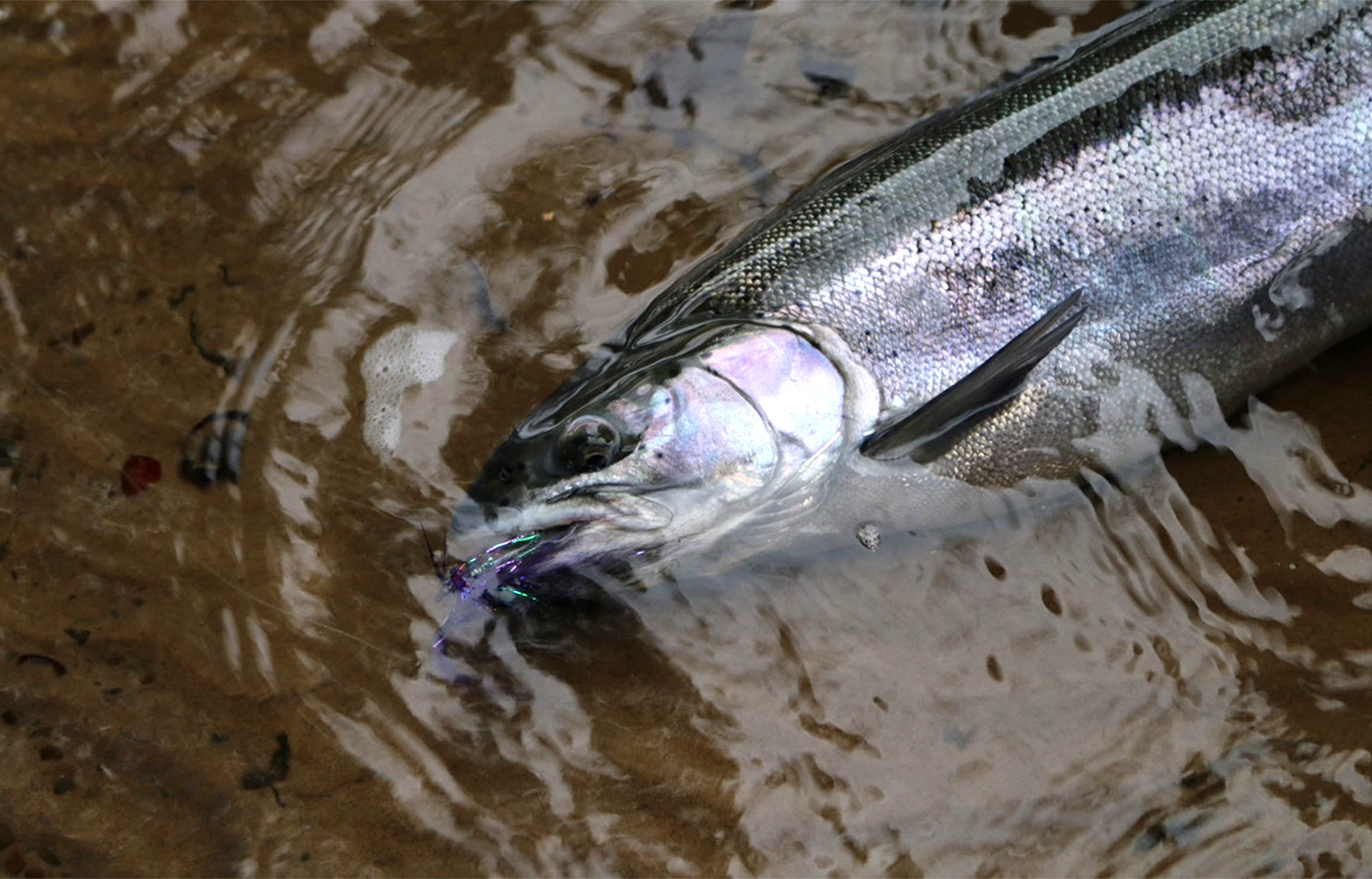 How to Swing Flies for Great Lakes Steelhead