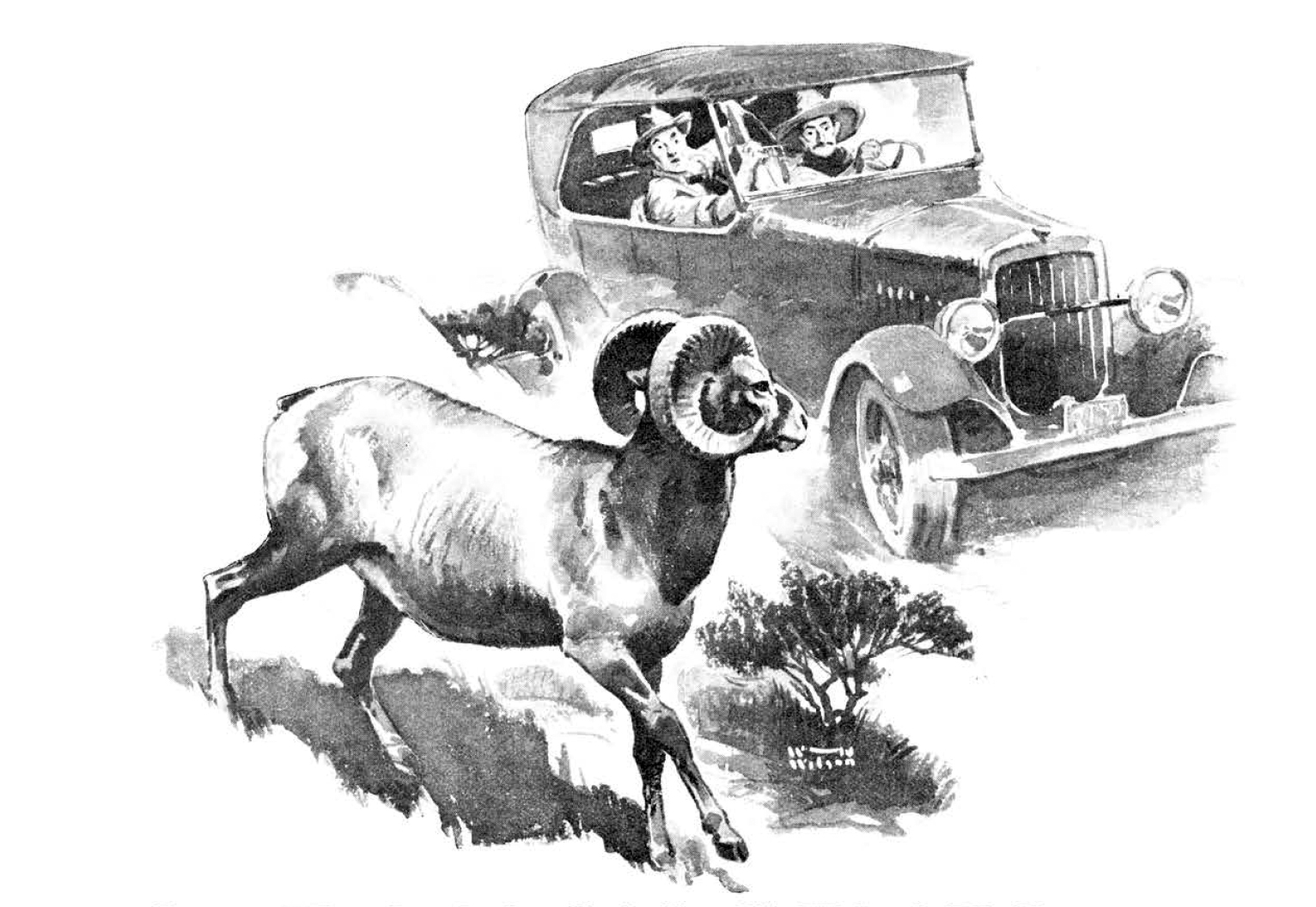 An illustration of two men sitting in an old car as a bighorn sheep walks by.