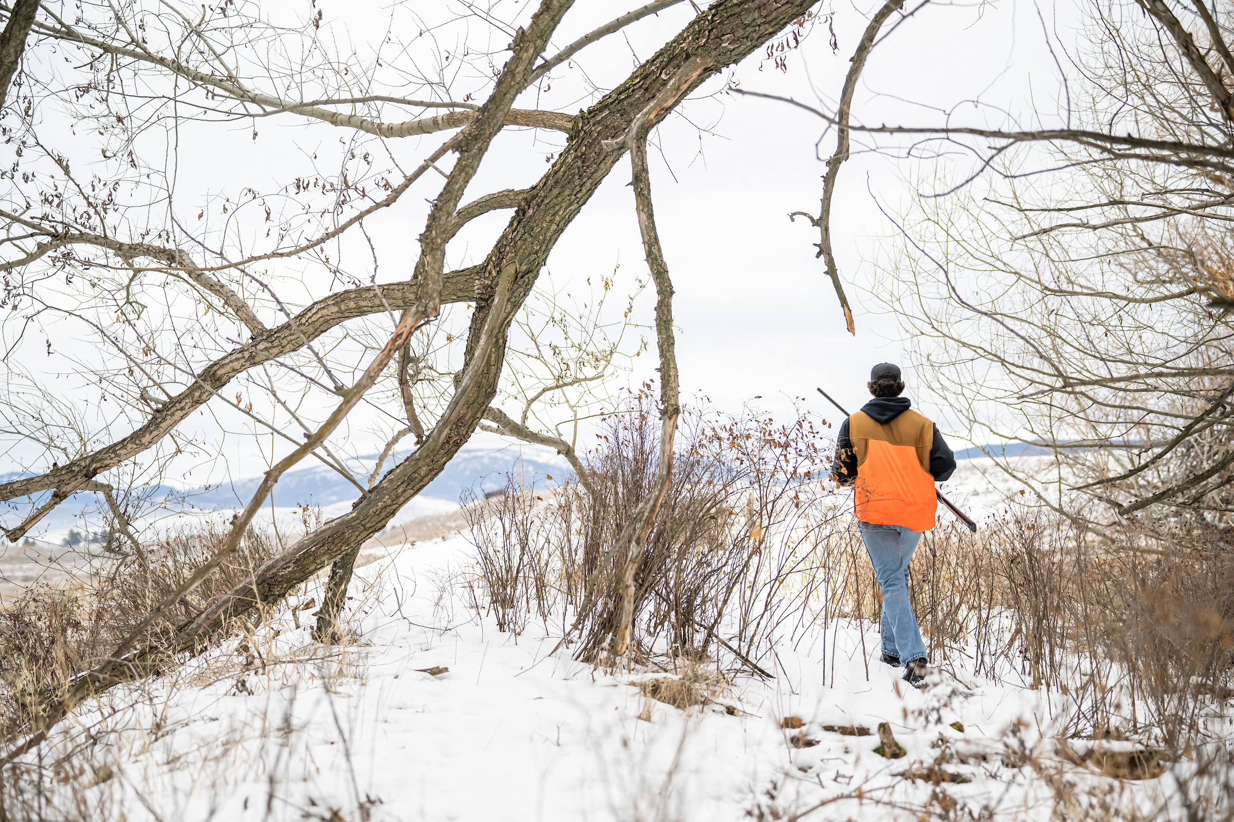 pheasant hunting