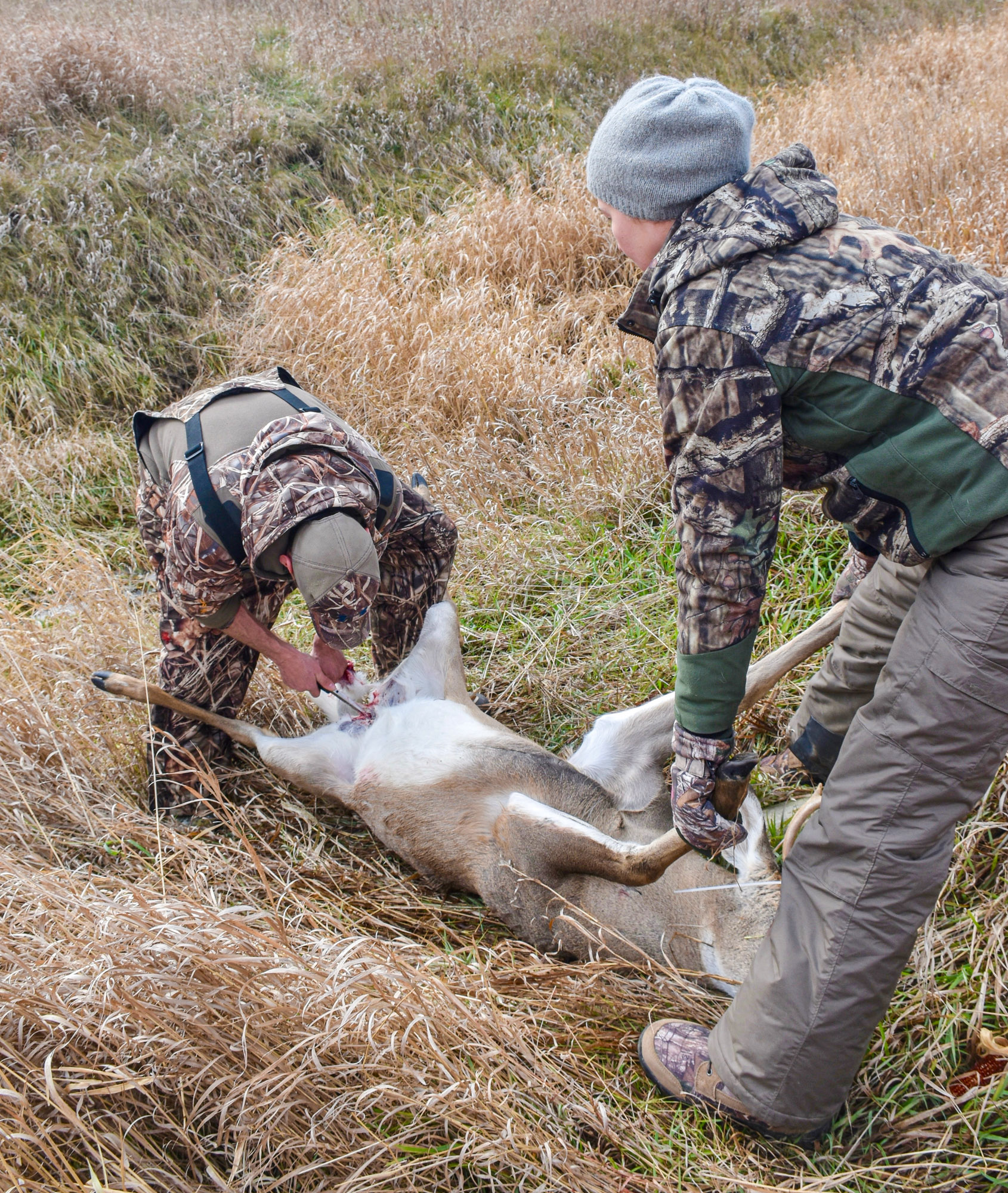 Two hunters field dress a deer.