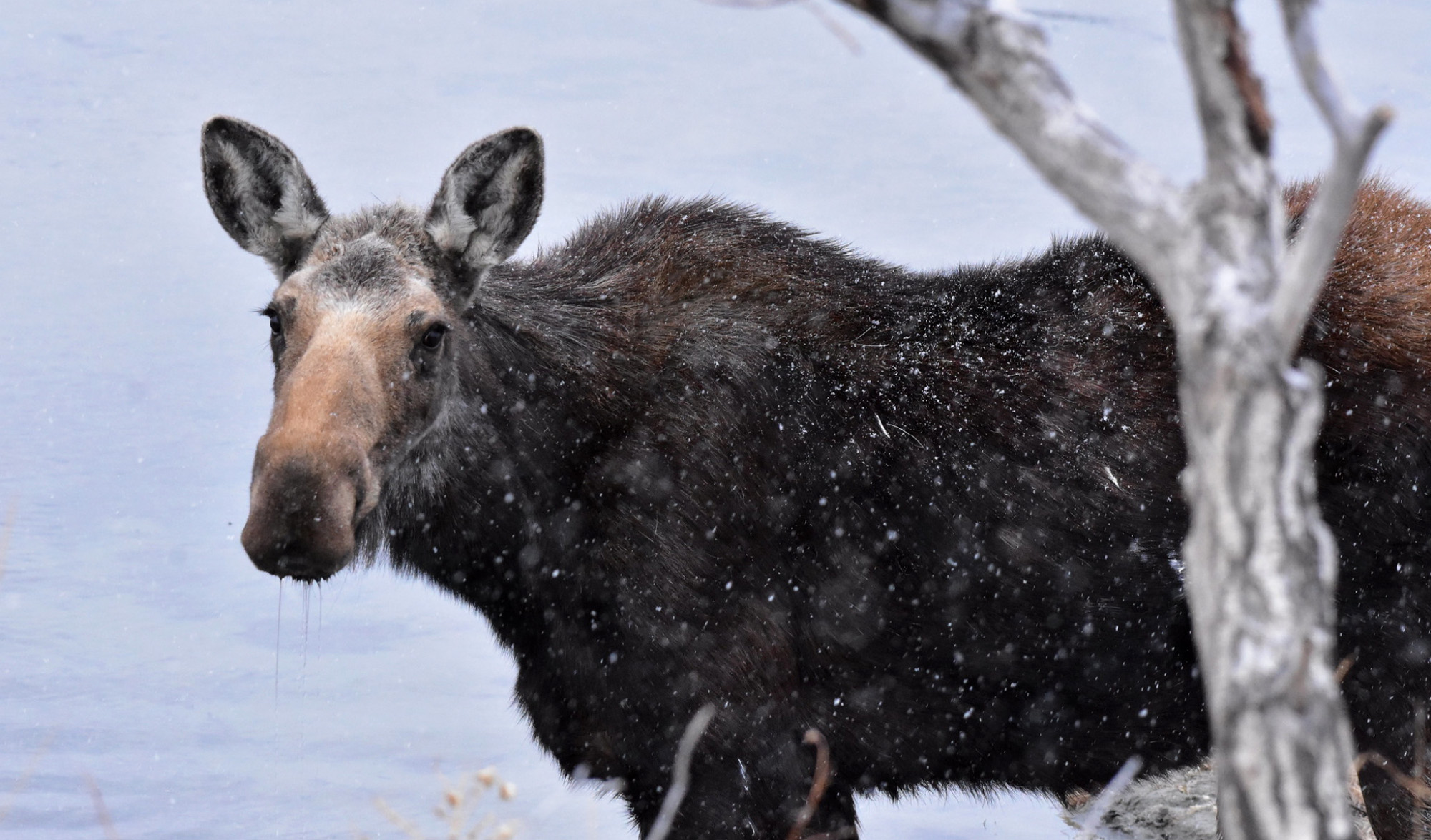 Montana Hunters Were a ‘Tremendous Workforce’ in 10-Year Moose Study that Showed Stable Populations Statewide