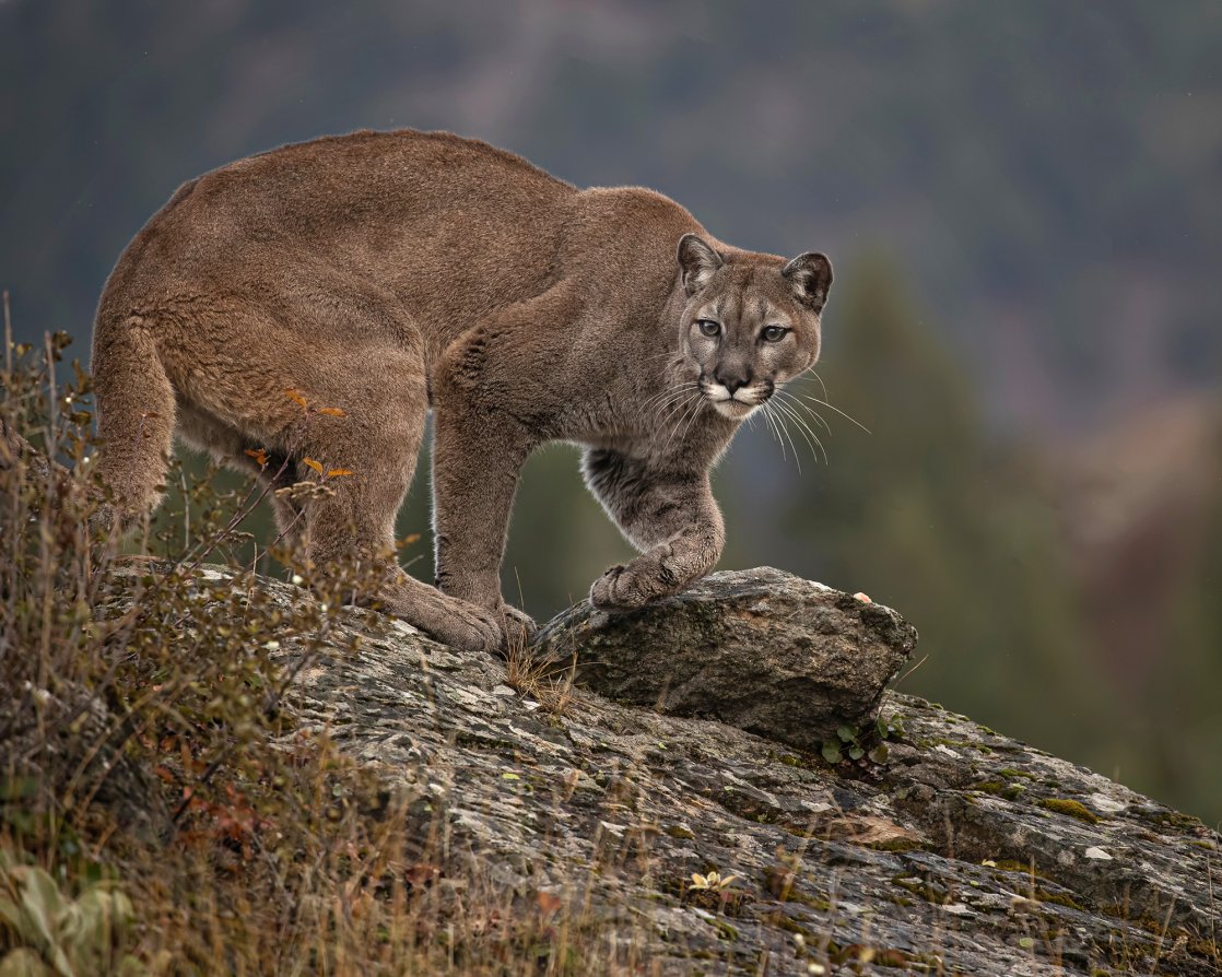 mountain lion on a rock