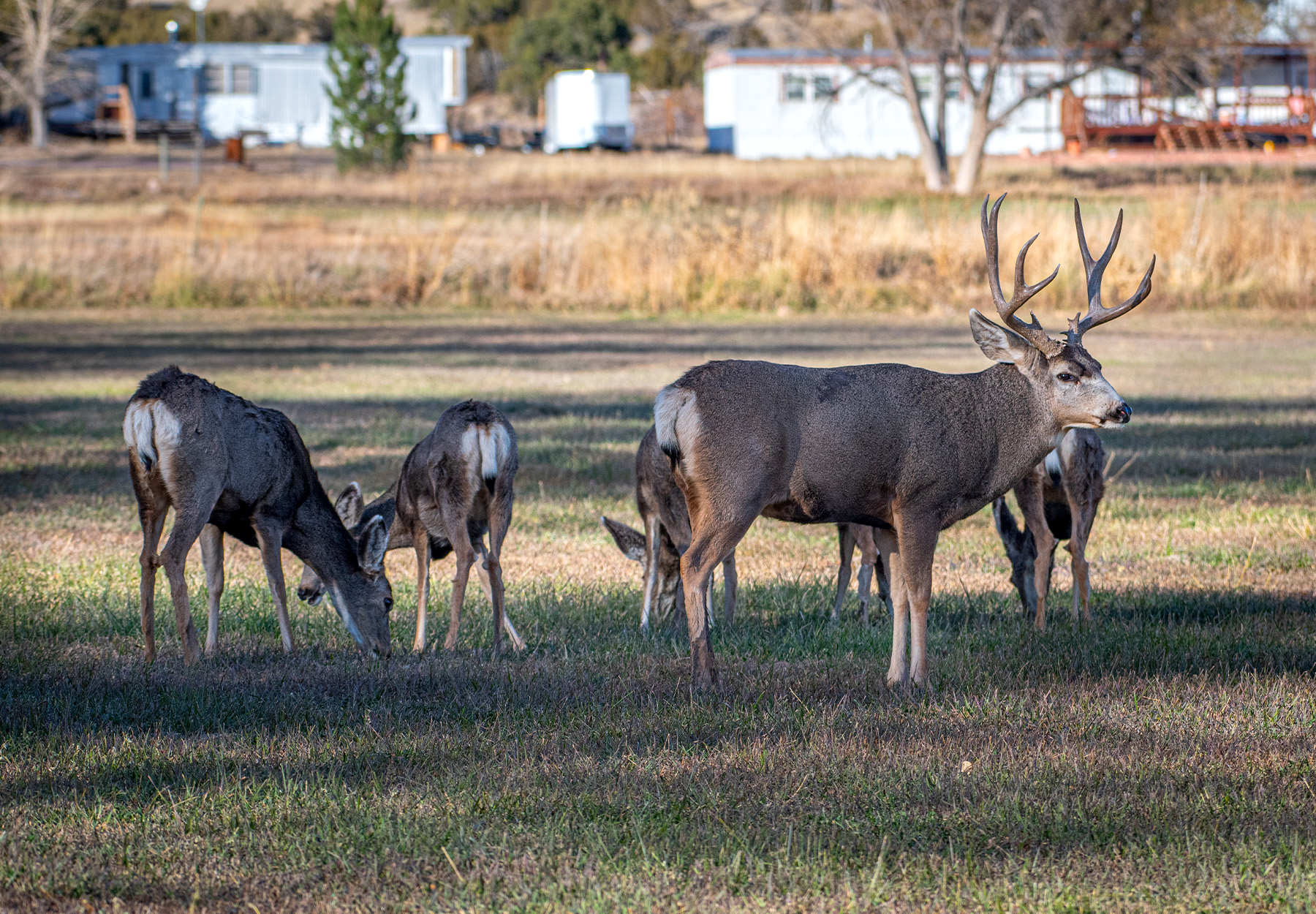 Officials Say Man Who Went on Urban Deer-Poaching Spree Also Killed … a Cow?