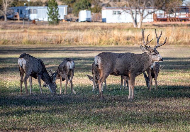 A herd of mule deer in a residential yard.