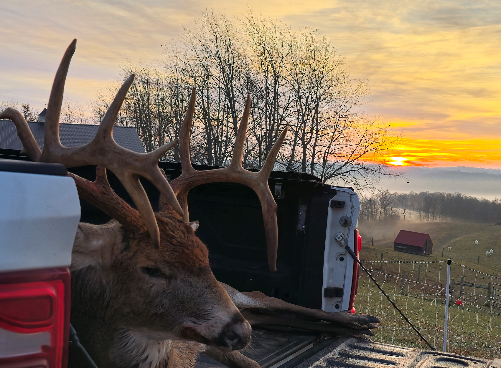 A big Ohio buck loaded in a truckbed.