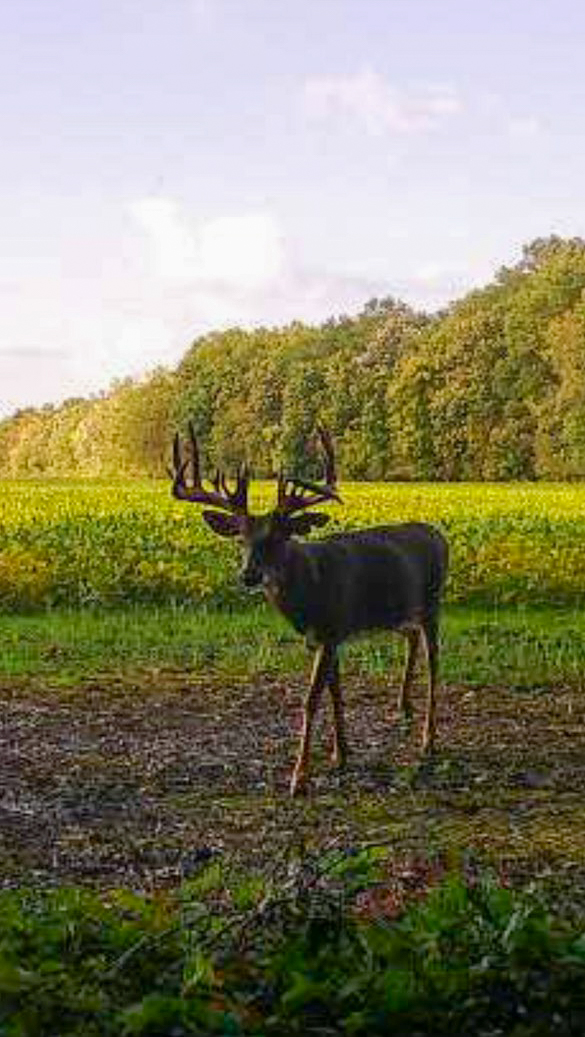 An Ohio buck walks through a beanfield.