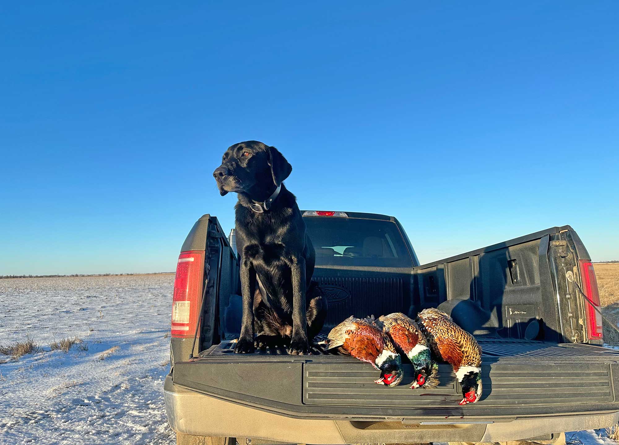 pheasant hunting