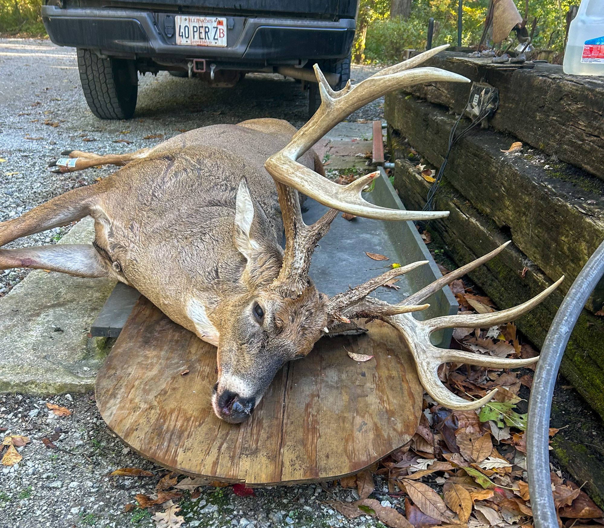 A big buck resting in a driveway