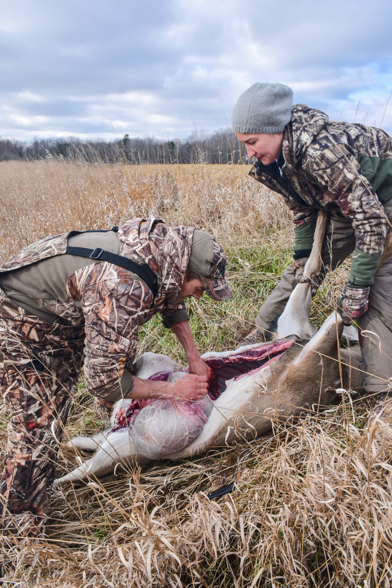 A hunter rolls the guts out of a deer.