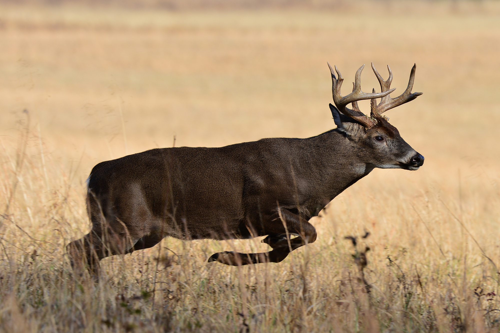 How to Blood Trail a Deer