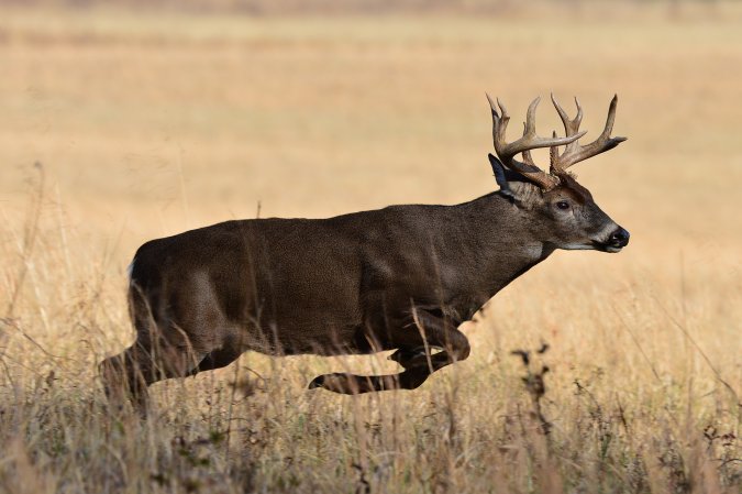 A buck runs away. Paying attent