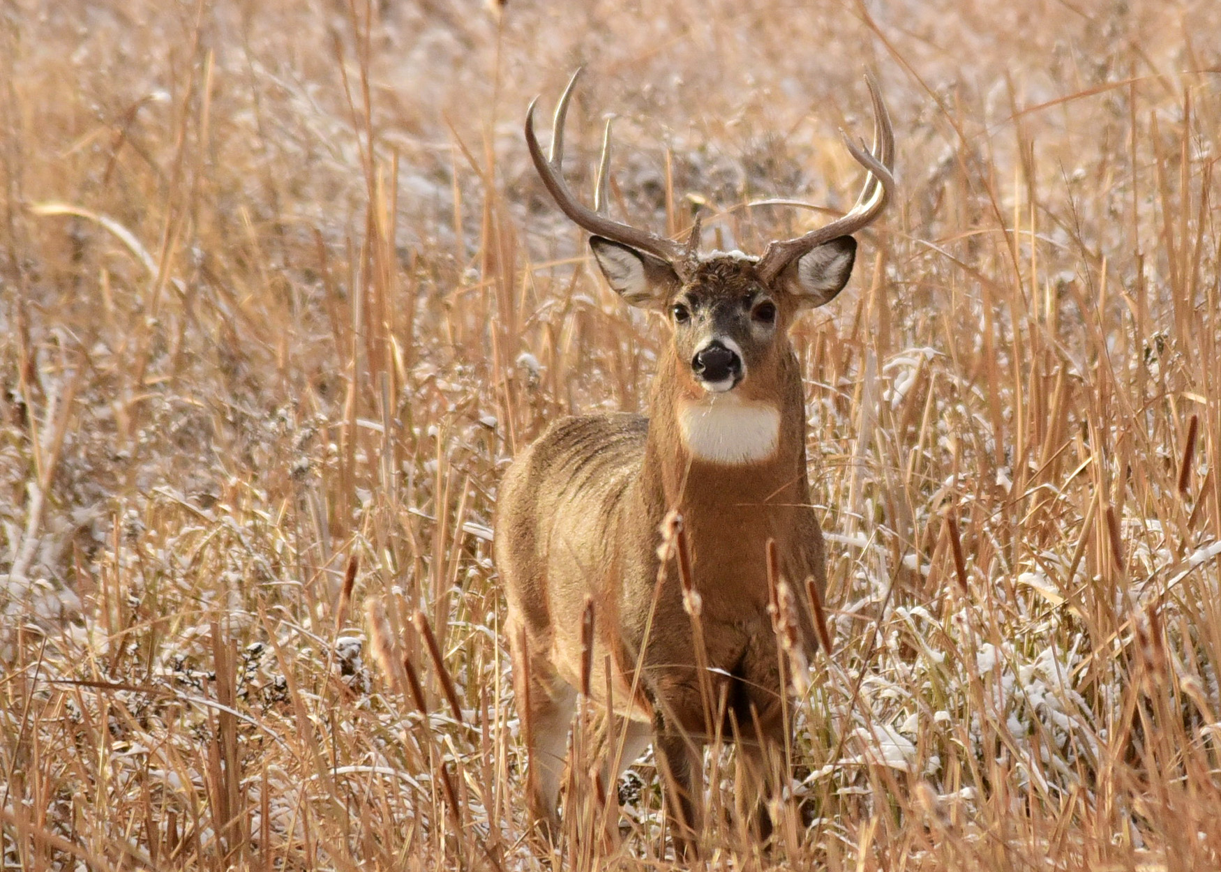 A whitetail deer stands in tall grass.