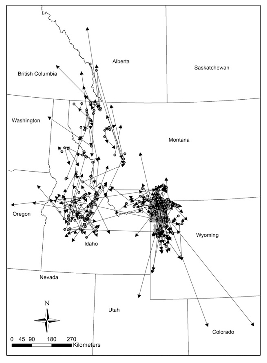 A map showing wolf dispersals from Montana.