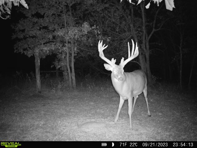 A nighttime trail cam photo of a kansas buck with club like browtines.