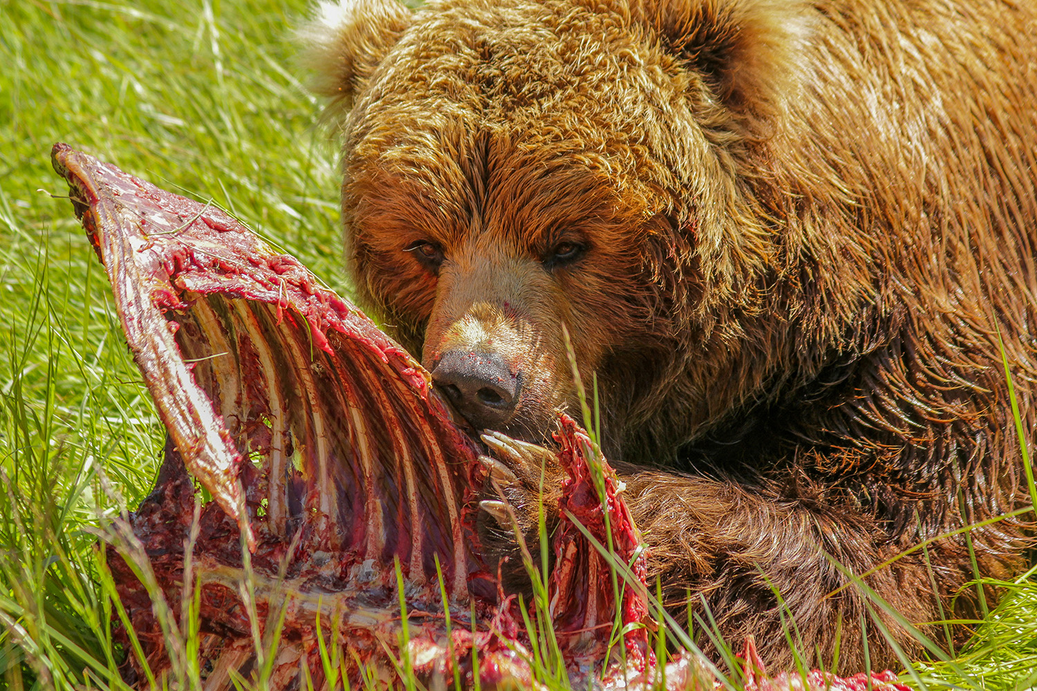 A bear feeds on its kill.