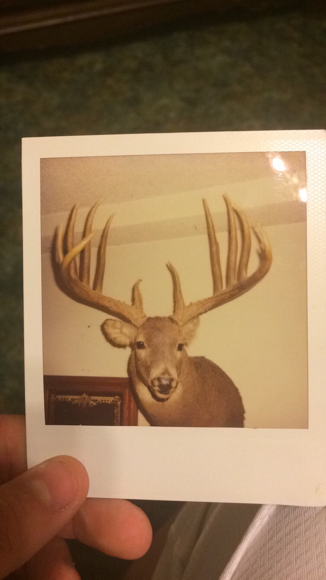 Someone holds a faded Polaroid photo of a massive whitetail buck mount.