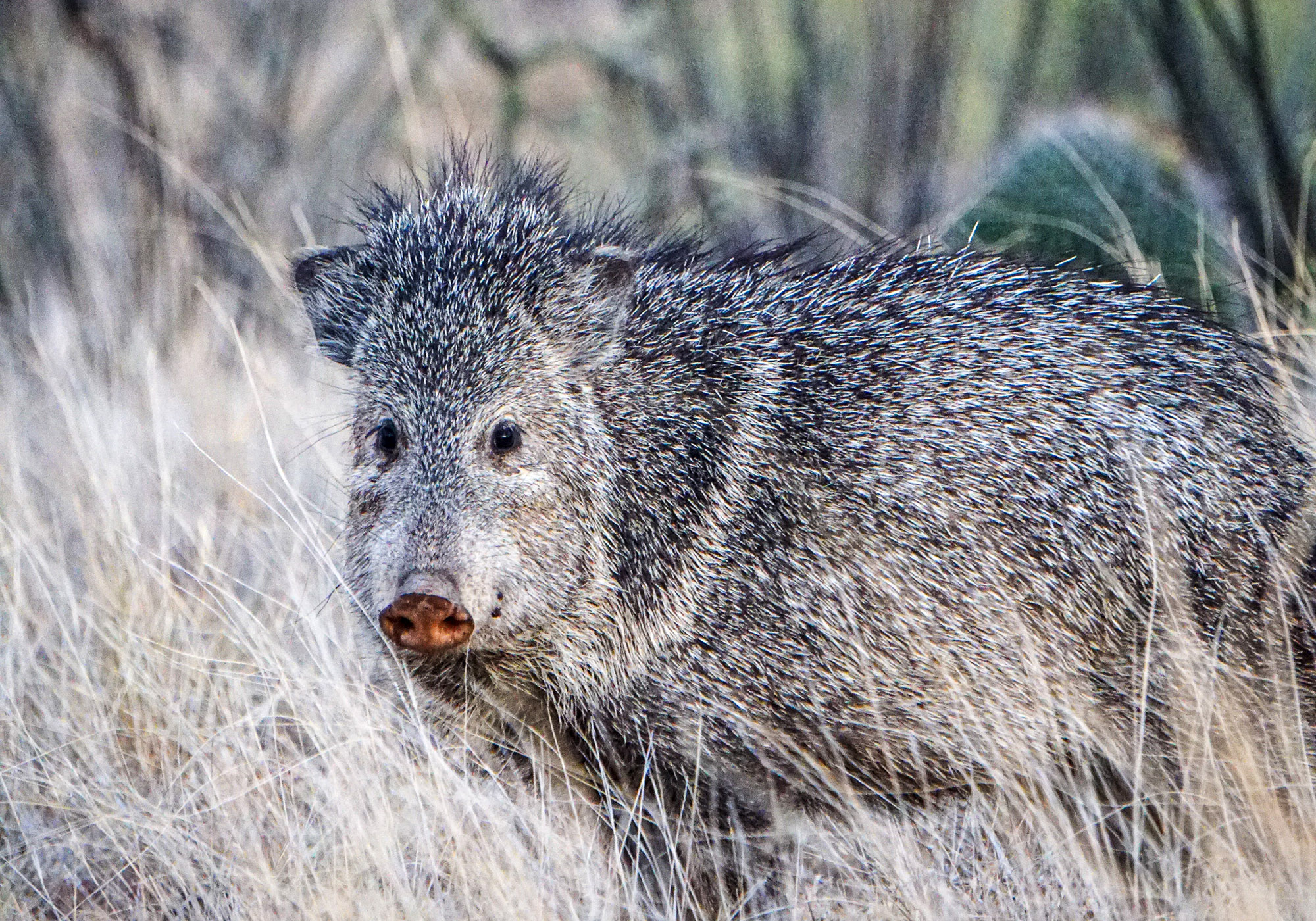 Boone and Crockett Club have declared javelina as a new trophy big game species.