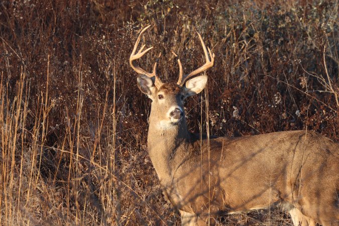 late season whitetail