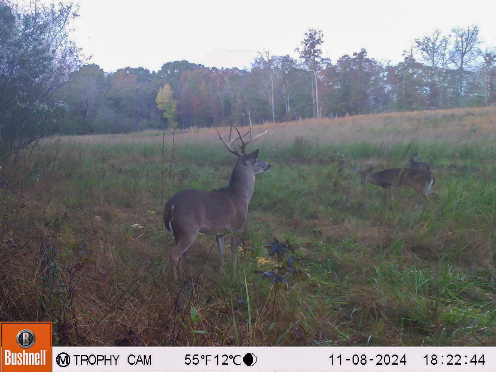 A trail cam photo of a nice buck and some does.