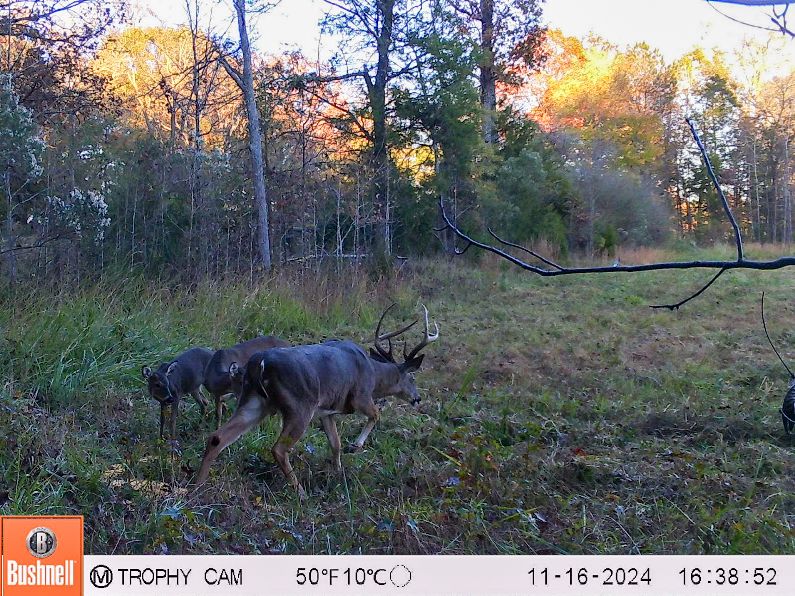 A trail camera photo of a nice 7-point buck.