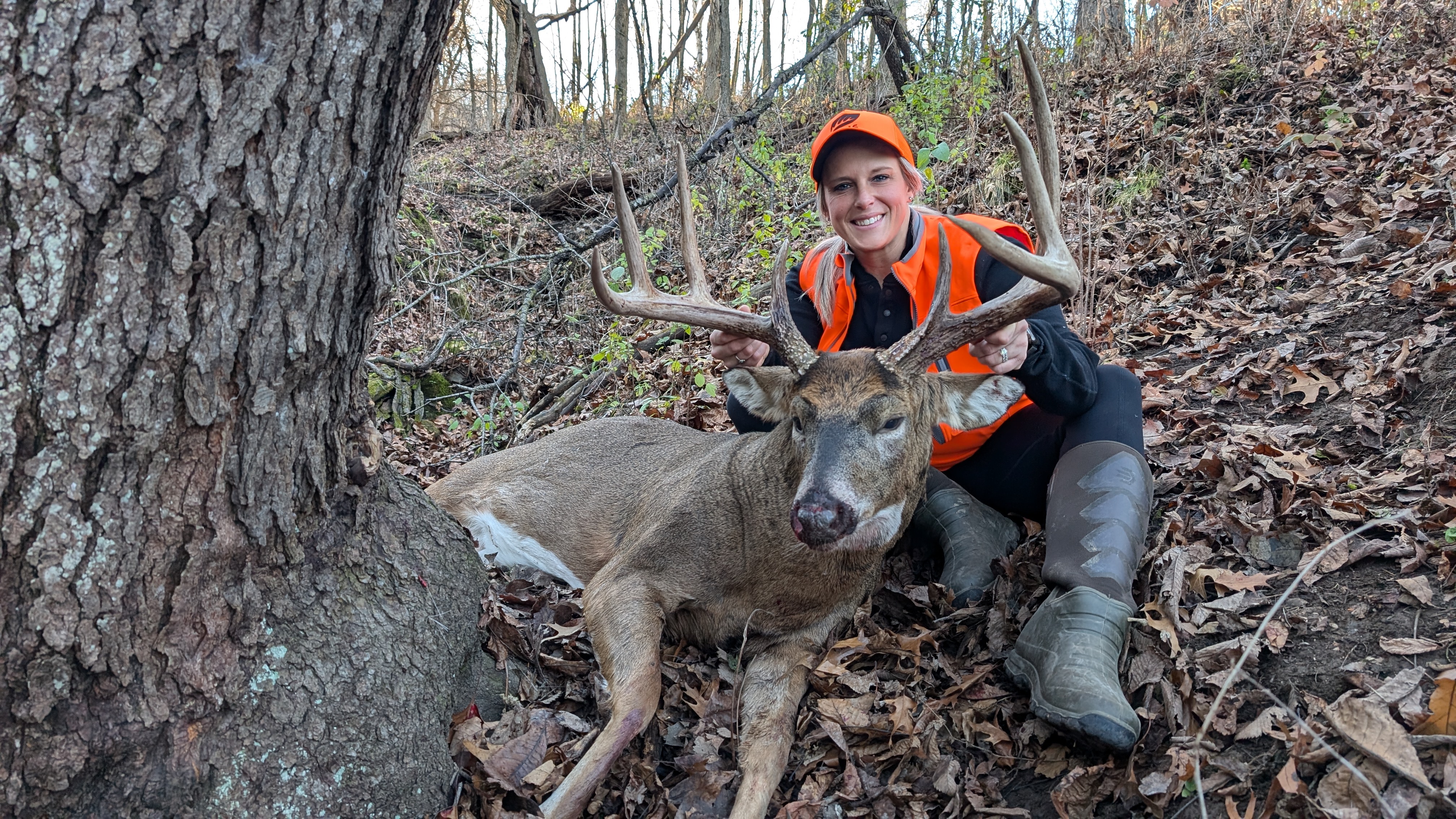 whitetail buck