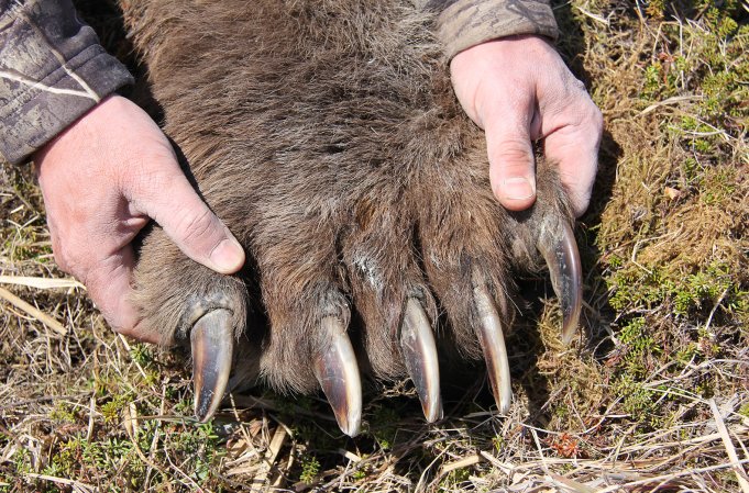 Human hands stretch out a giant bear paw.