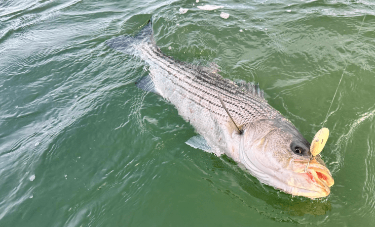 striped bass