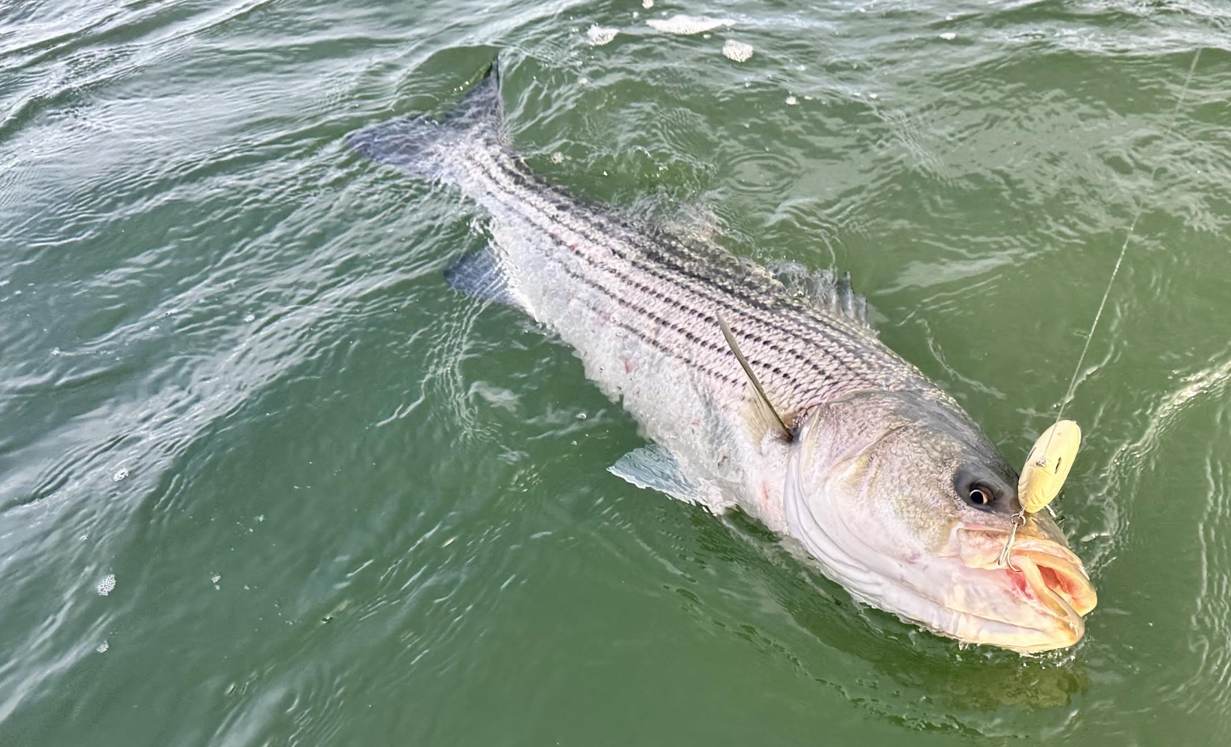 Last Call For Stripers: How to Catch Striped Bass in Winter