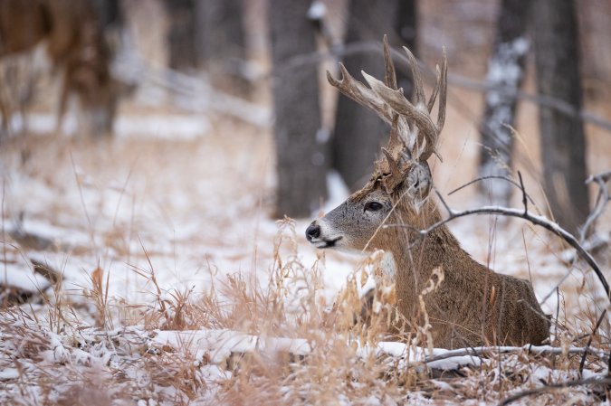 An older whitetail buck, bedded