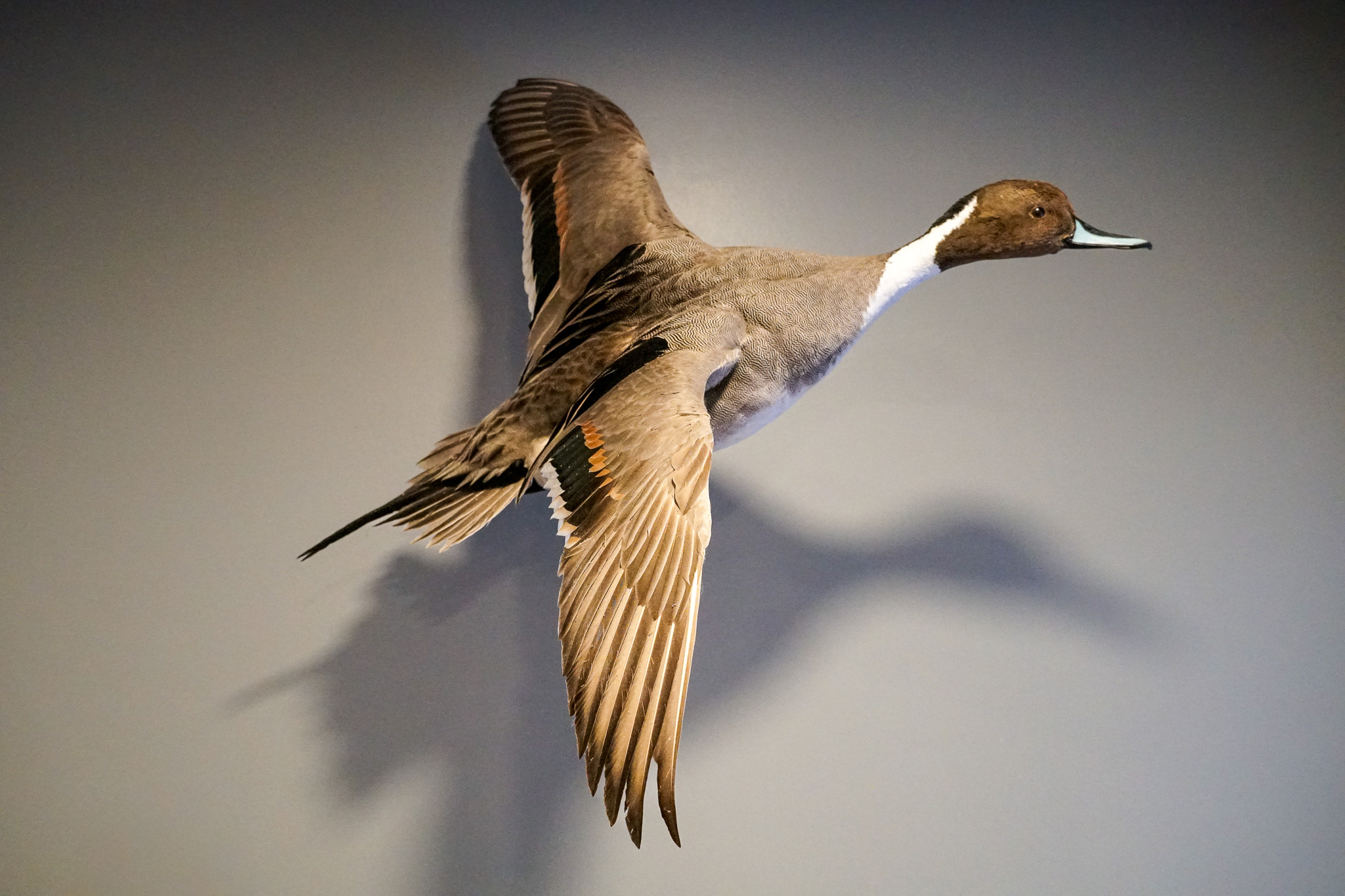 A mounted pintail drake flying