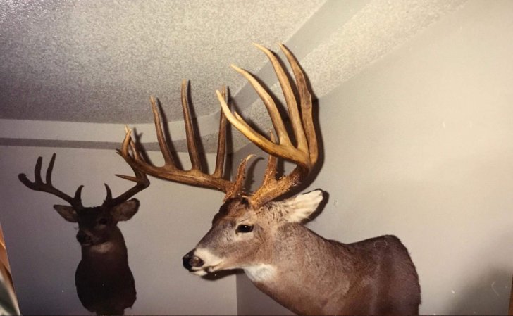 Two whitetail shoulder mounts hang on a white wall.