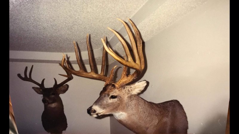 Two whitetail shoulder mounts hang on a white wall.