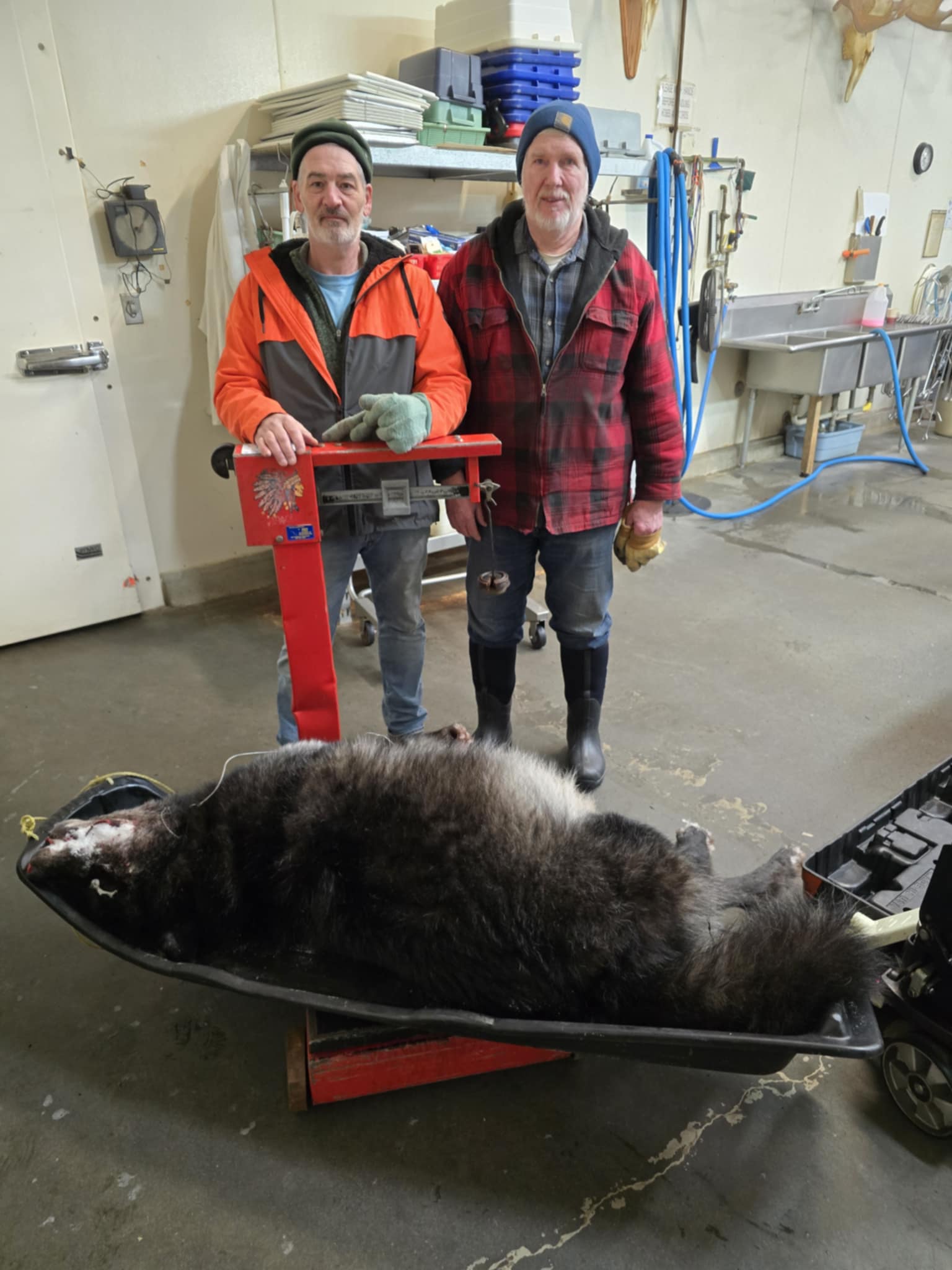 Alaskan Trappers Catch One of the Heaviest Wolves Ever