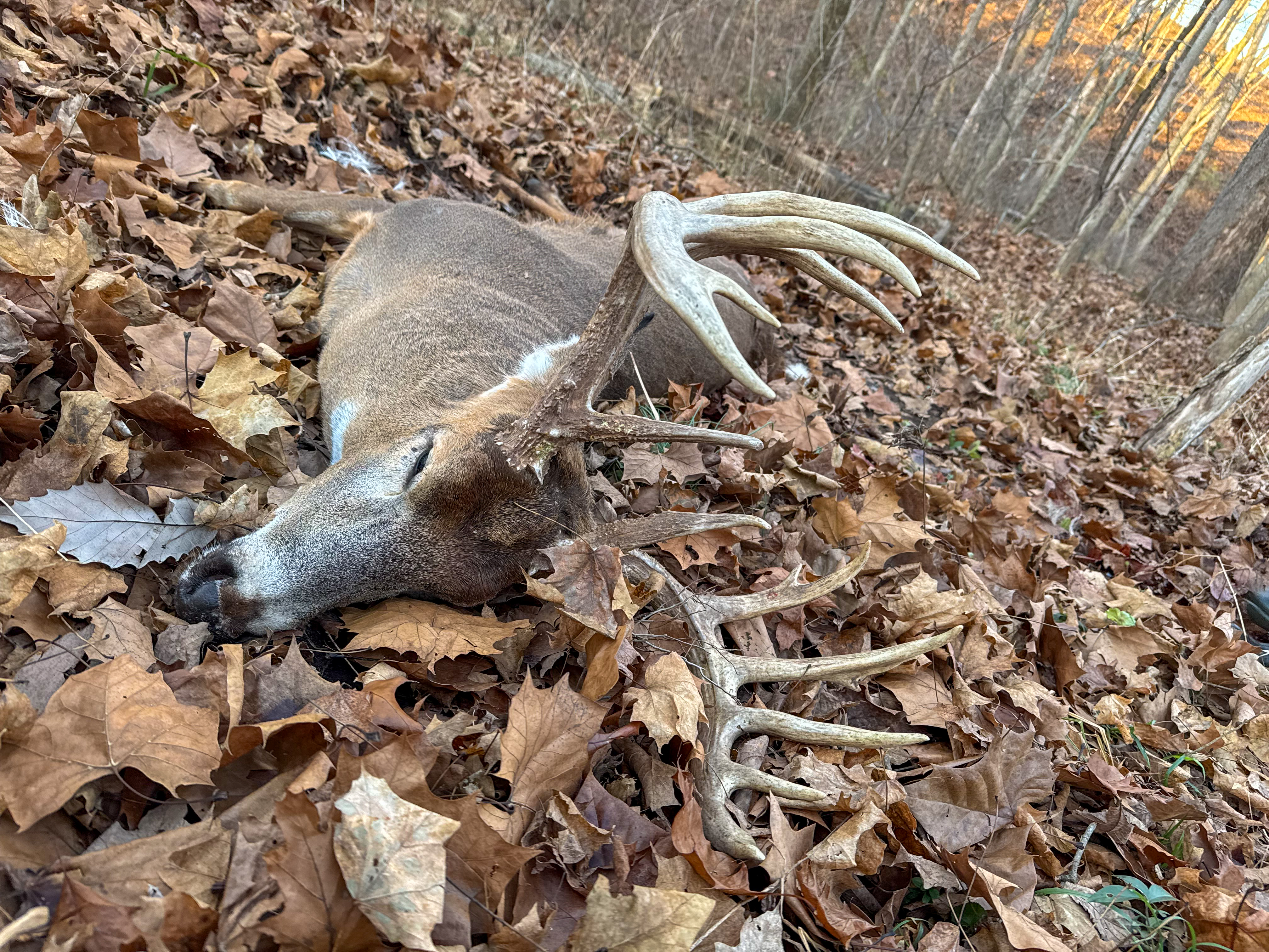 A big buck lying dead in the leaves.