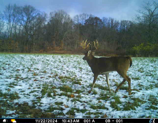 A buck walks across a snowy field on trail cam