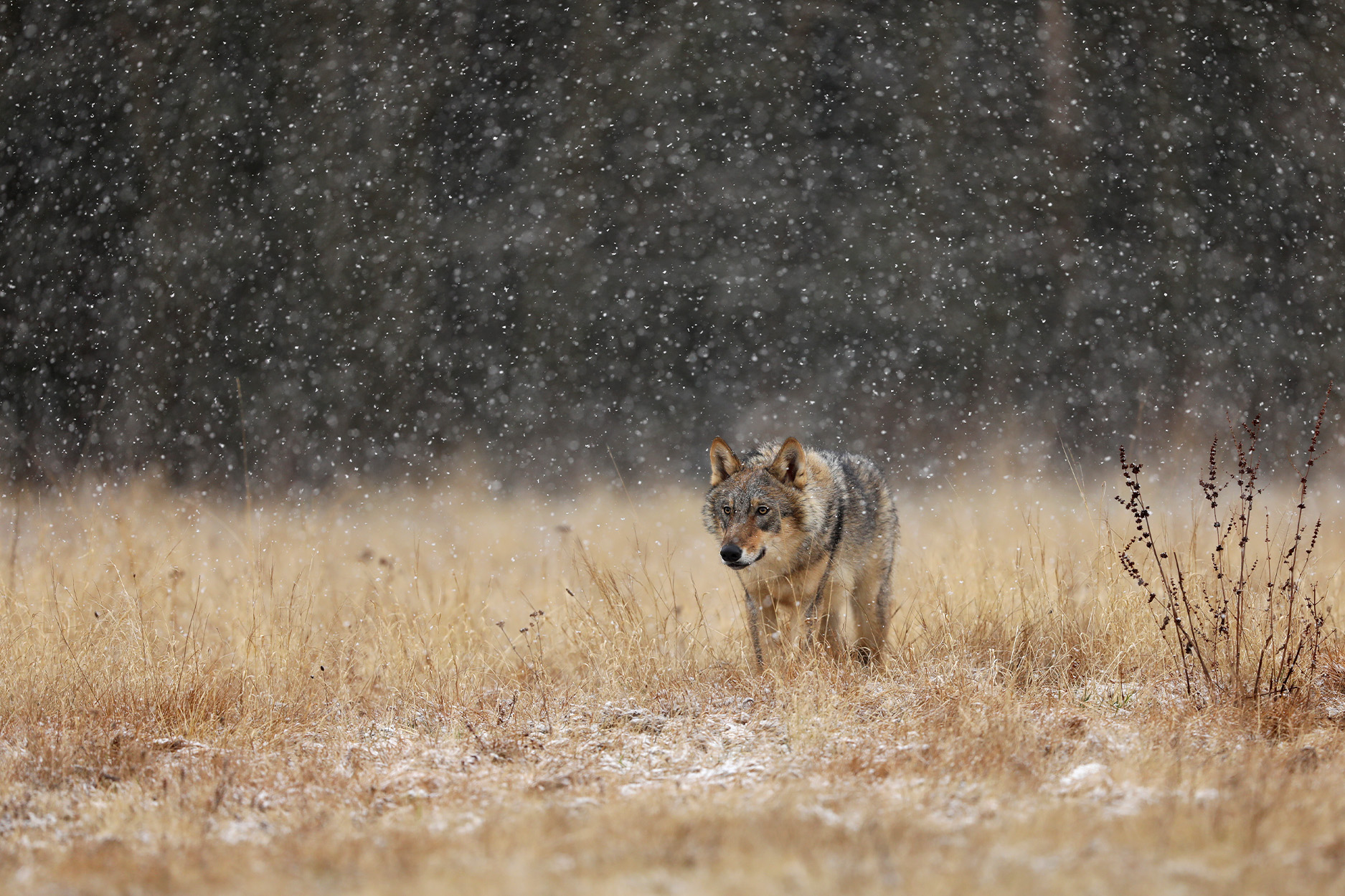 European Union Relaxes Protections for Livestock-Killing Wolves as Shepherds, Others Demand Action