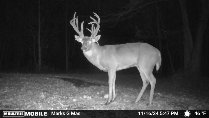 A trail camera photo of a giant deer.