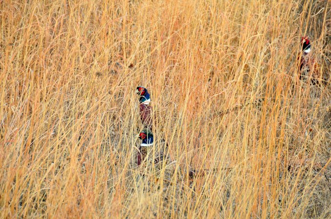 rooster pheasants