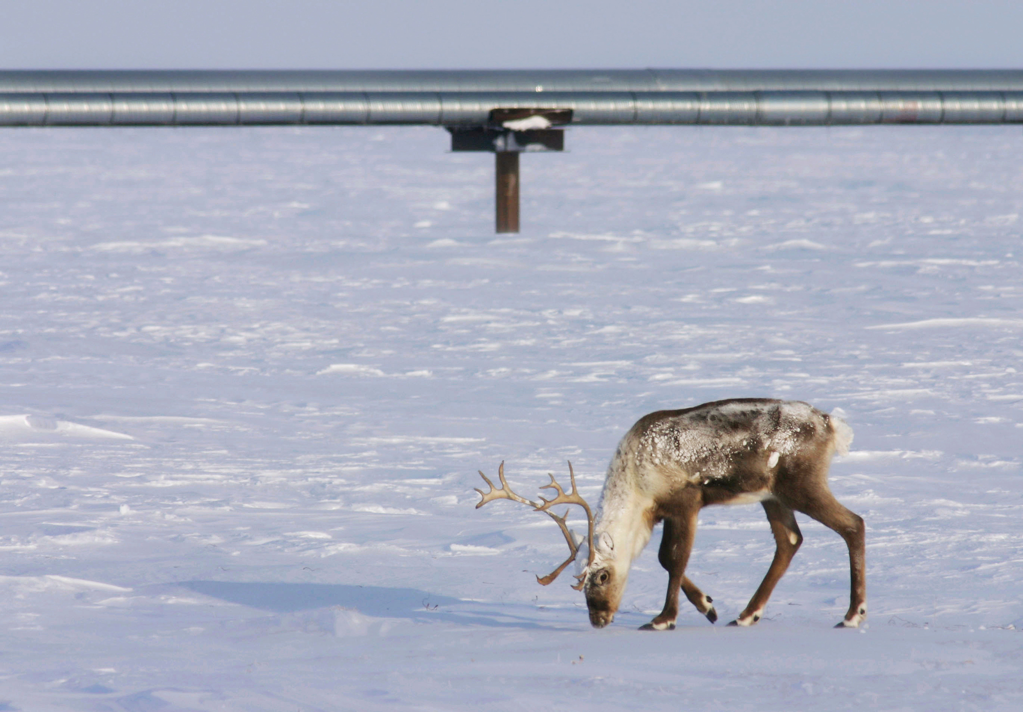 Caribou with antlers feeding on snow-covered tundra with oilfield pipeline in background