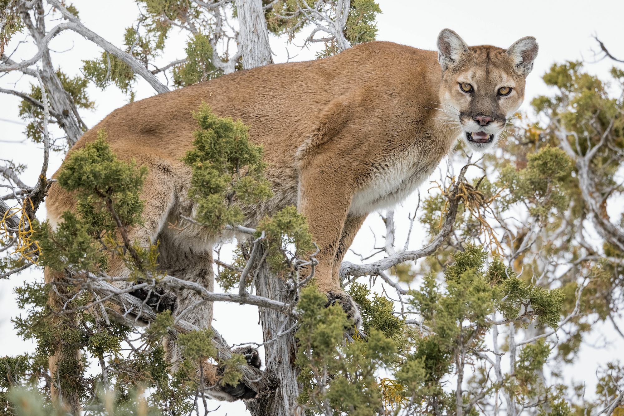 A treed mountain lion