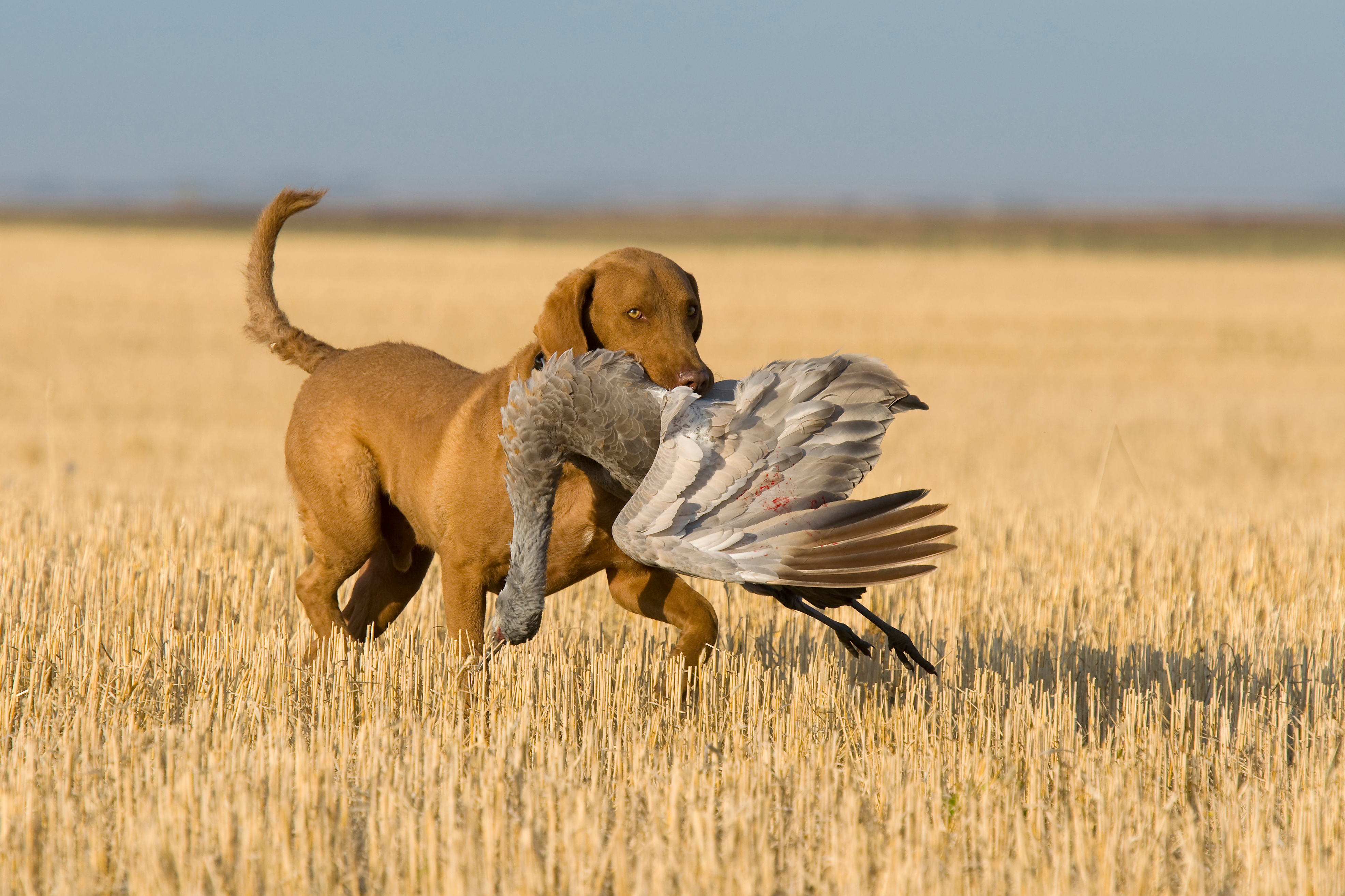 A retriever fetches a dead sandhill crane.