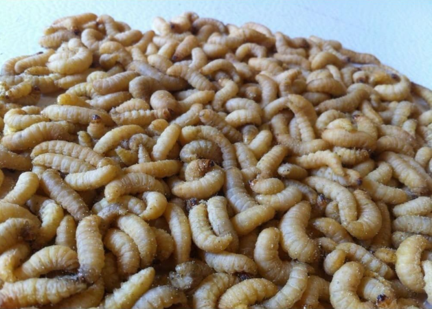  wax worms