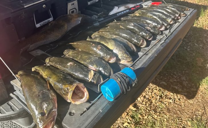 Eighteen large black bass are lined up on the tailgate of a pickup truck along with spearfishing gear.