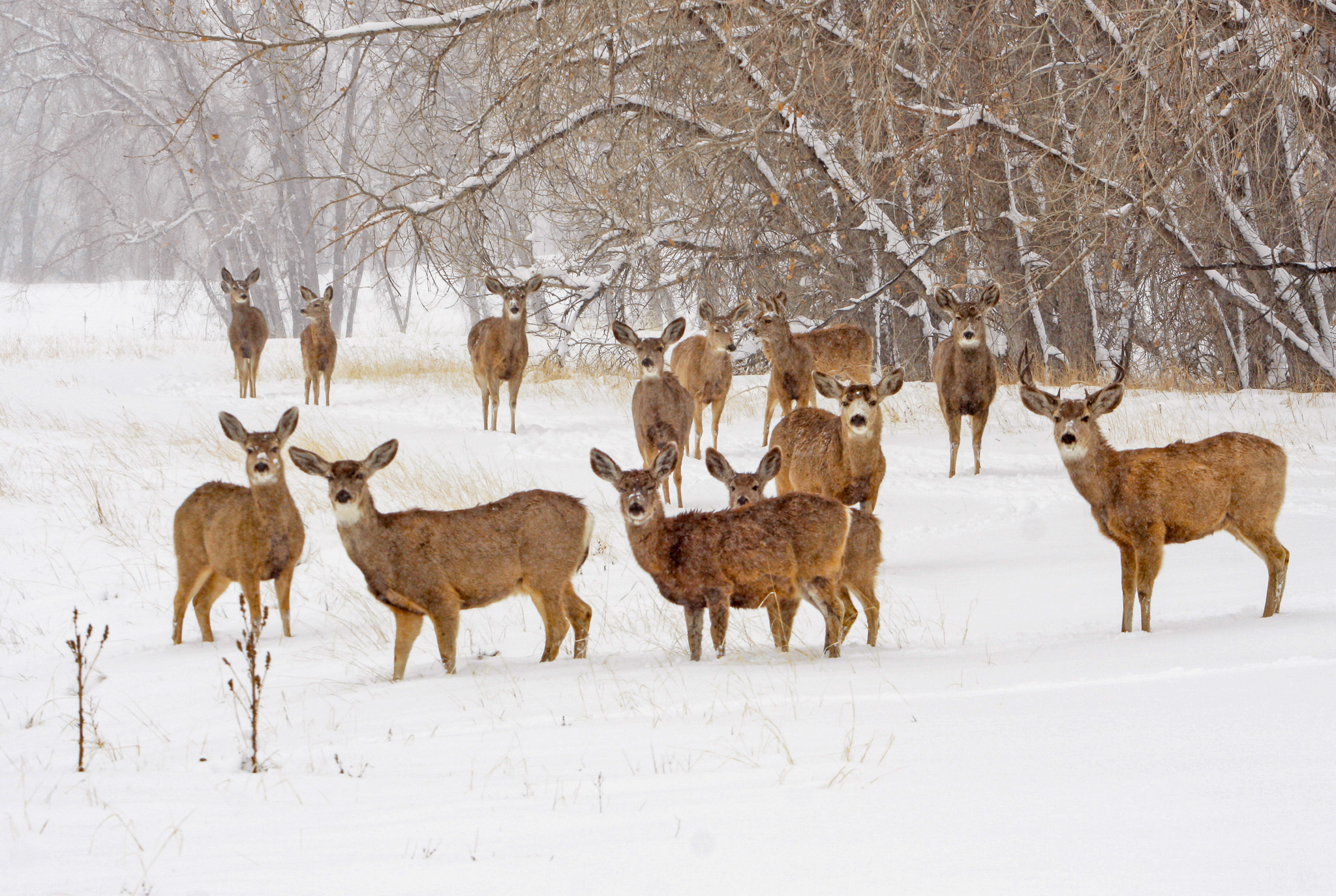 A herd of mule deer, likely about to bolt.