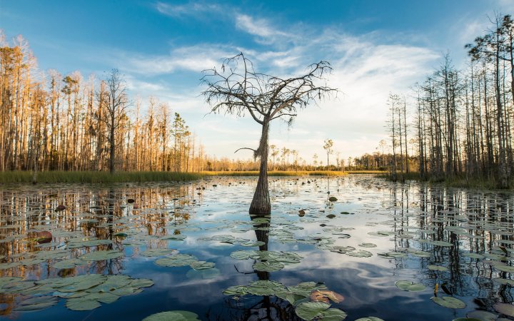 A bald cypress grows out of the swamp in the Okefenokee.