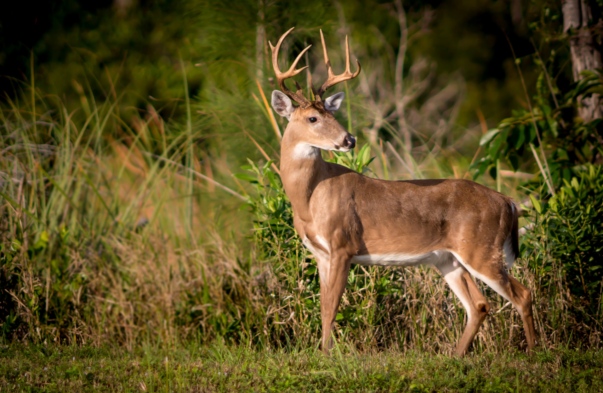 A whitetail buck in the South.