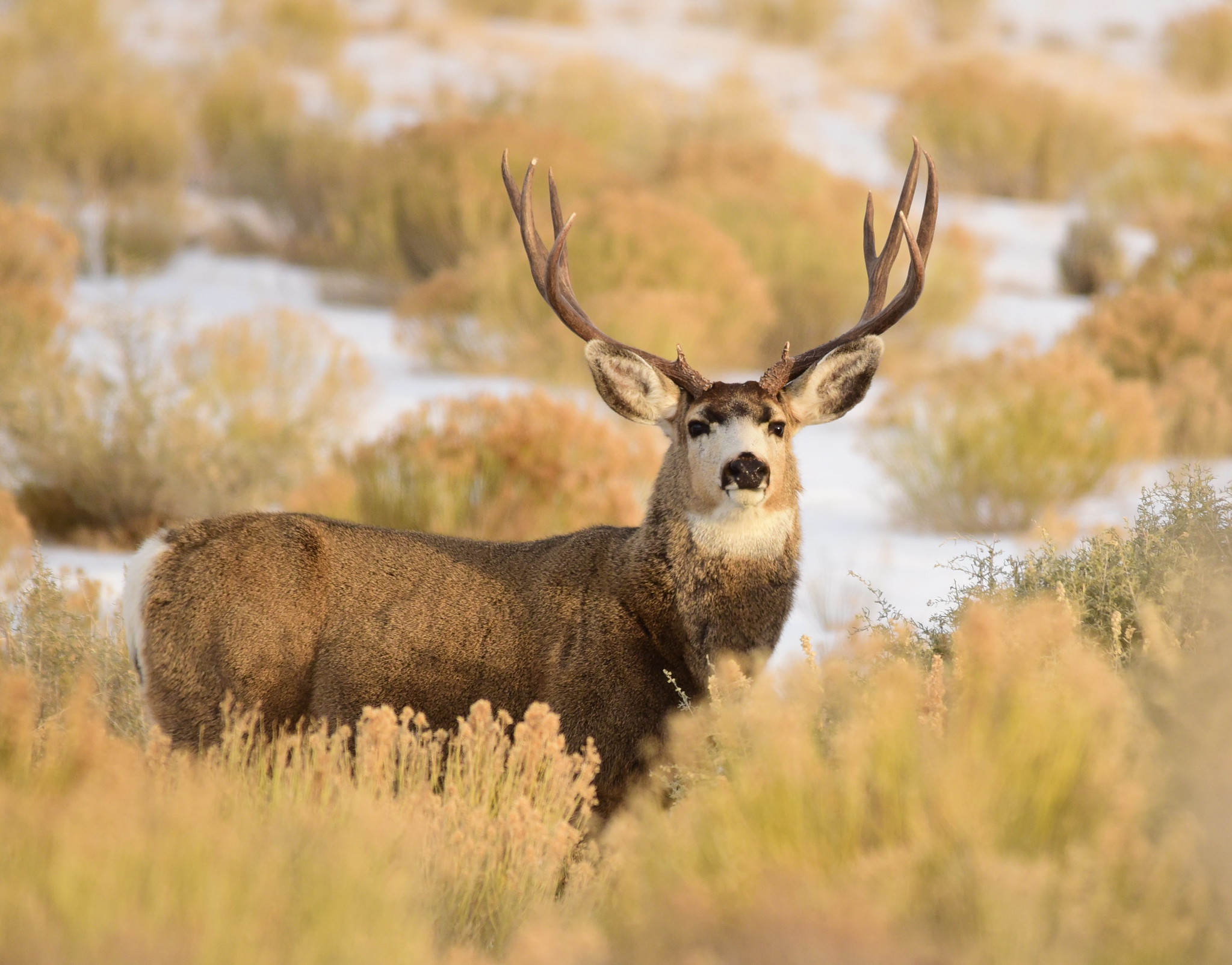 A mule deer buck in Wyoming.