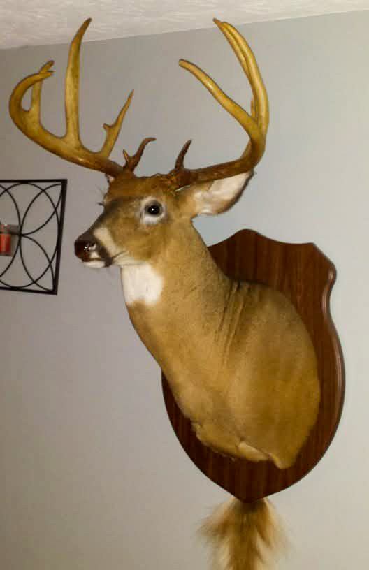 A nice buck hanging on a wall.